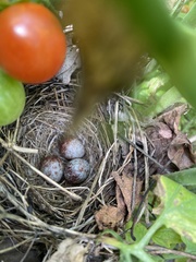 Ammodramus savannarum