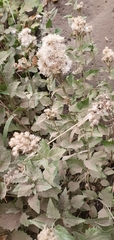 Ageratina occidentalis