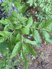 Vaccinium myrtilloides image