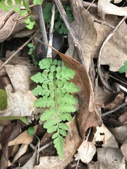 Cystopteris protrusa