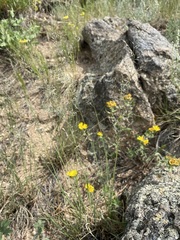 Muhlenbergia montana
