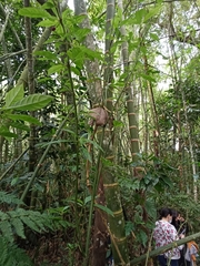 Magnoliopsida