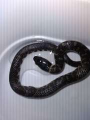 Erythrolamprus taeniogaster