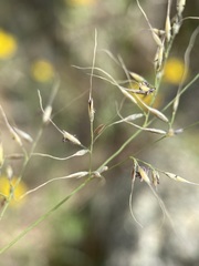 Muhlenbergia montana