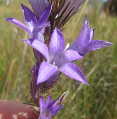 Wahlenbergia fasciculata image