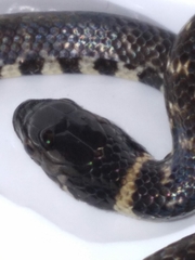 Erythrolamprus taeniogaster