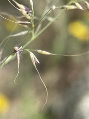 Muhlenbergia montana