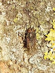 Polleniidae