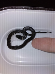 Erythrolamprus taeniogaster