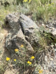 Muhlenbergia montana