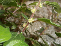Parietaria officinalis