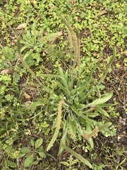 Plantago virginica