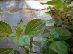 Parietaria officinalis