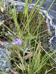 Lessingia leptoclada