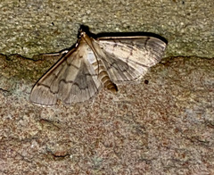 Herpetogramma theseusalis