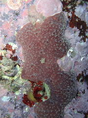 Chelonaplysilla noevus