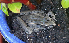 Lithobates sphenocephalus utricularius