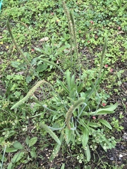 Plantago virginica