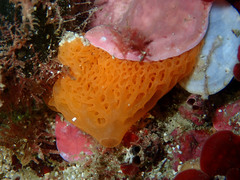 Clathrina rubra
