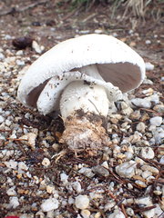 Agaricus crocodilinus