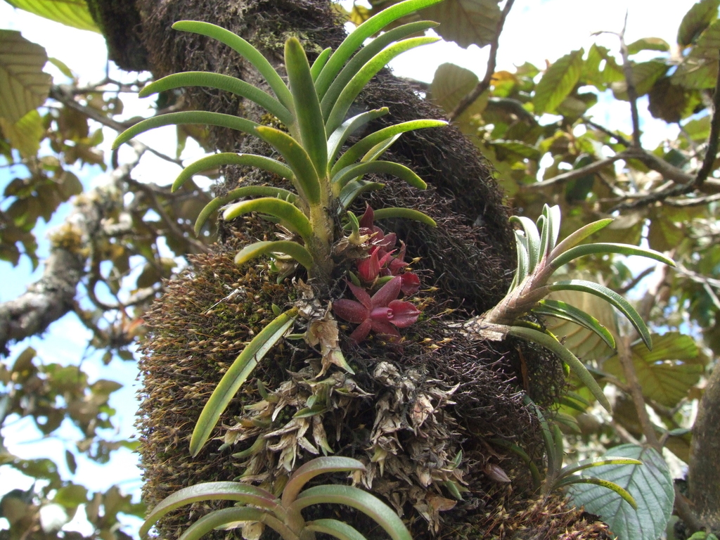 Epidendrum dasyanthum