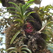Epidendrum dasyanthum - Photo (c) thibaudaronson, algunos derechos reservados (CC BY-SA), uploaded by thibaudaronson