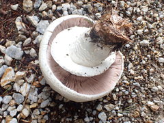 Agaricus crocodilinus