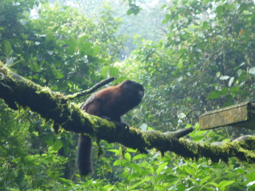 Saguinus lagonotus