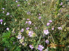 Xeranthemum annuum