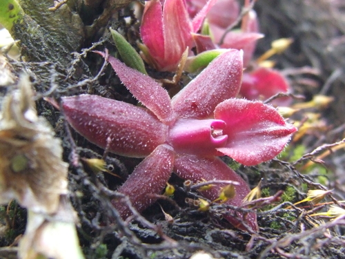 Epidendrum dasyanthum Hágsater 2