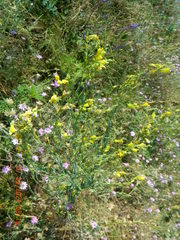 Linaria genistifolia