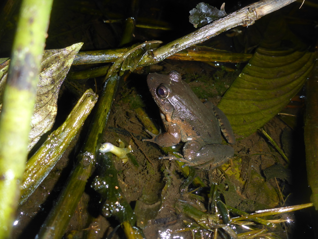 Wagner's White-lipped Frog