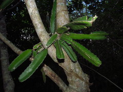 Selenicereus undatus