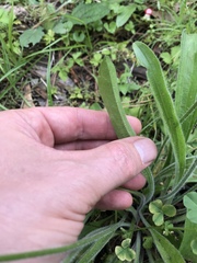Plantago virginica