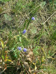 Veronica spicata