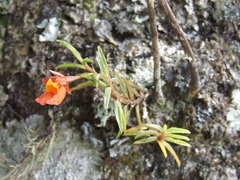 Fernandezia subbiflora