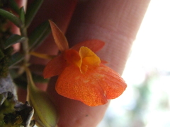 Fernandezia subbiflora