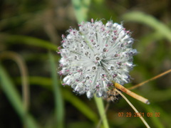 Allium guttatum