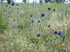 Echinops ritro