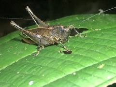 Hyperomerus amacayaca