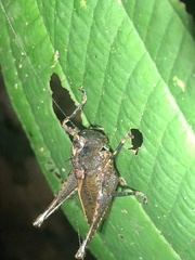 Hyperomerus amacayaca