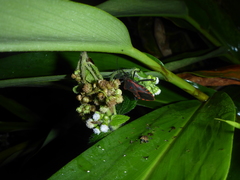 Piezogaster rubropictus