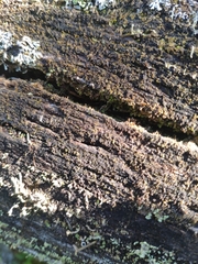 Crossocalyx hellerianus