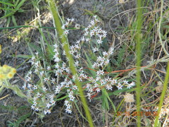 Goniolimon tataricum
