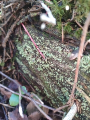 Cladonia norvegica