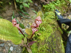 Monolena primuliflora