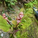 Monolena primuliflora - Photo (c) Michael Bakker Paiva, osa oikeuksista pidätetään (CC BY), lähettänyt Michael Bakker Paiva