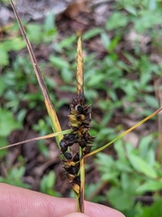 Carex tenax
