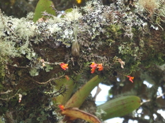 Fernandezia subbiflora