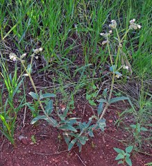 Mirabilis hirsuta